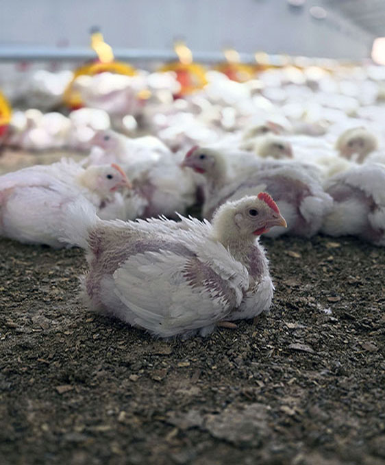 مرغداری هوشمند