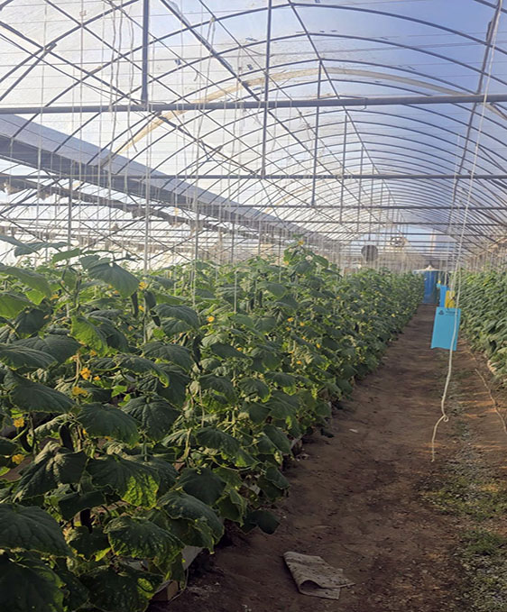 گلخانه هوشمند