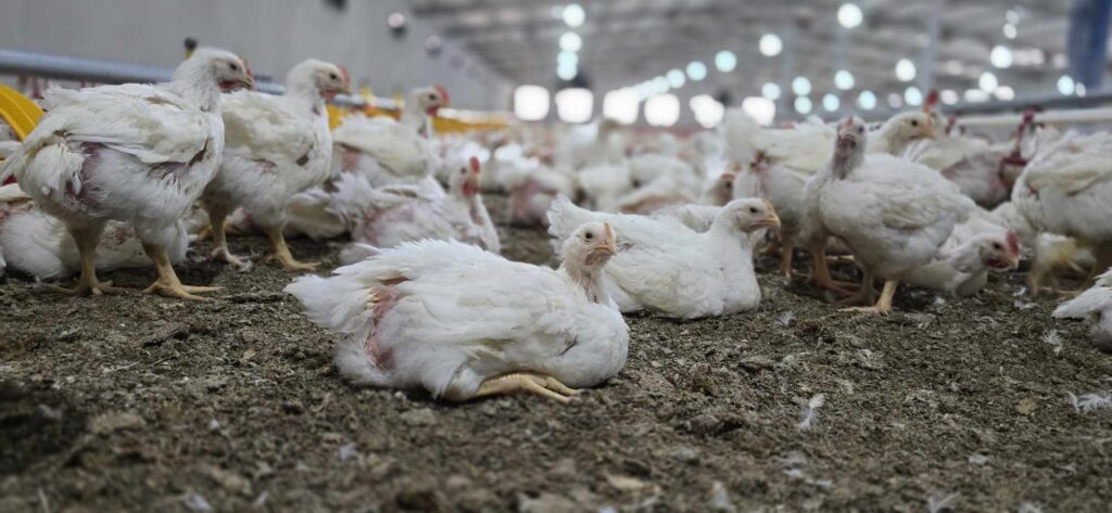 برآورد قیمت مرغداری