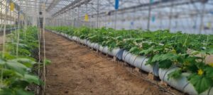 برآورد قیمت گلخانه